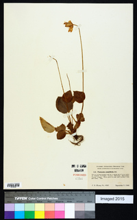 Parnassia grandifolia image