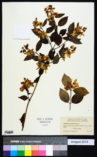 Philadelphus argenteus image