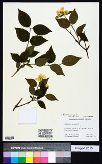 Philadelphus coronarius image