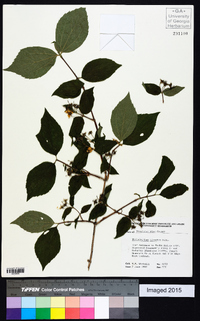 Philadelphus hirsutus image