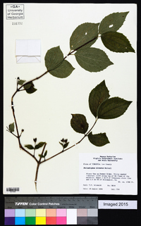 Philadelphus hirsutus image