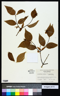 Philadelphus inodorus image