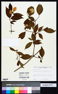 Philadelphus inodorus image