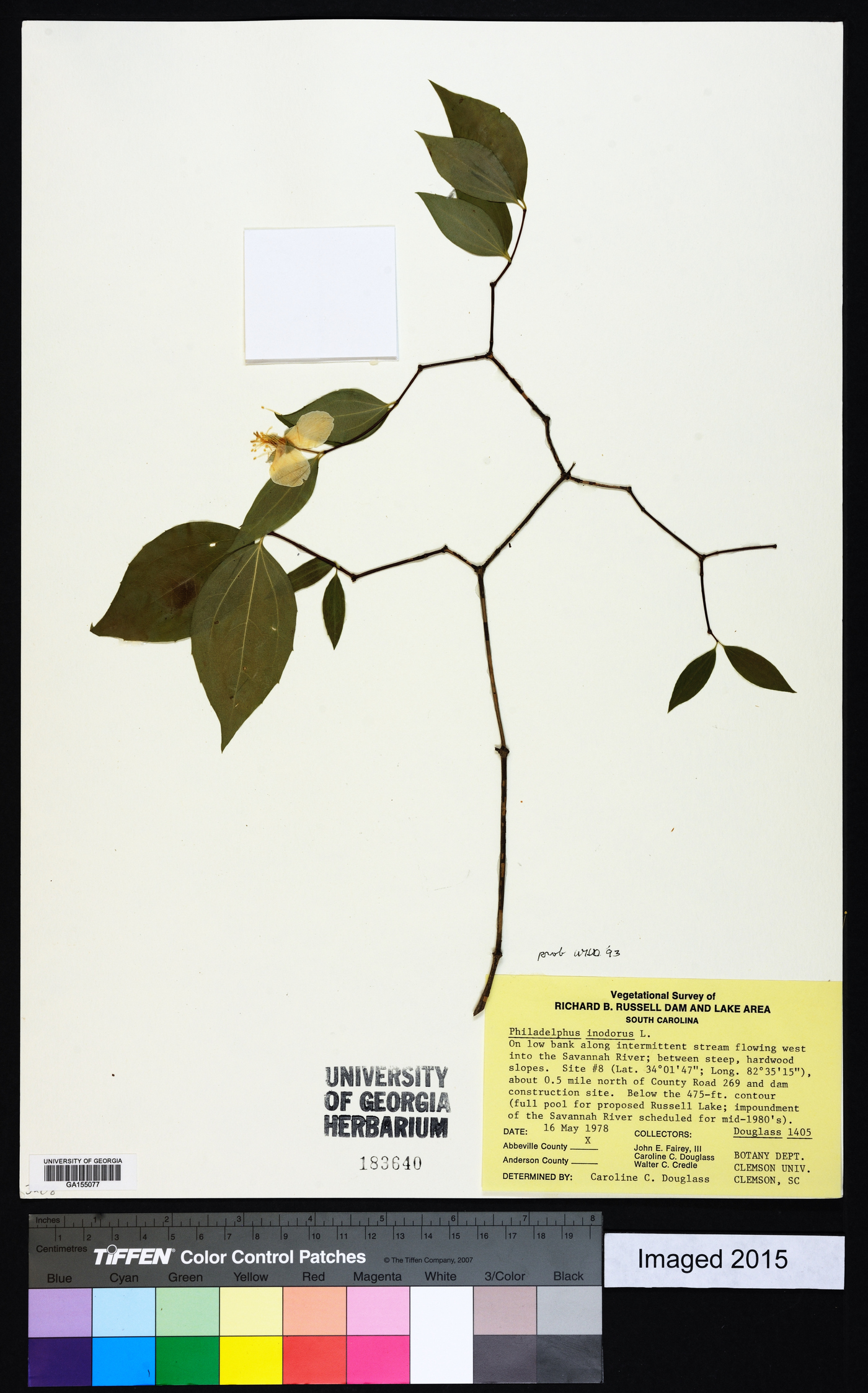 Philadelphus inodorus image