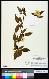 Philadelphus inodorus image