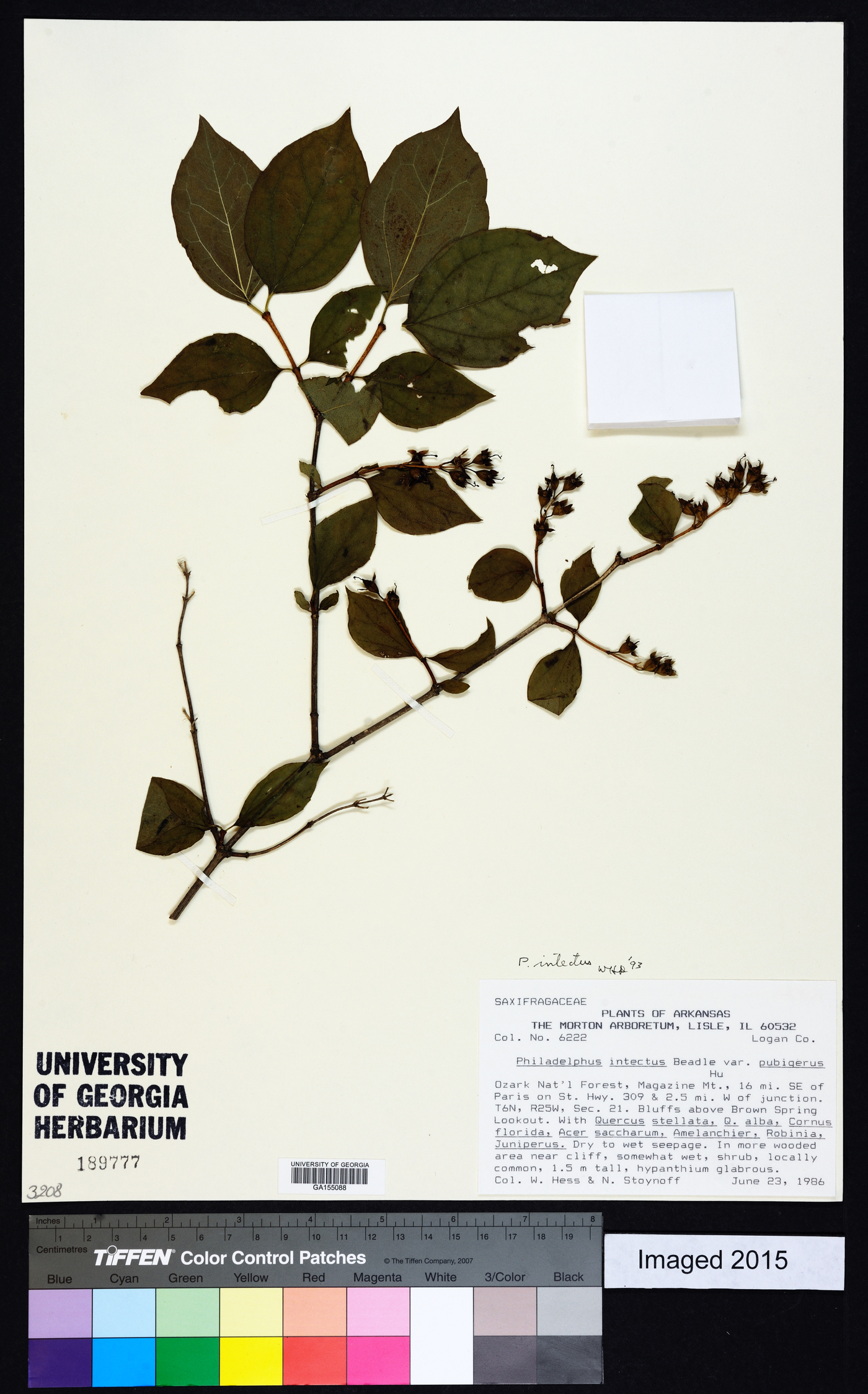 Philadelphus intectus image