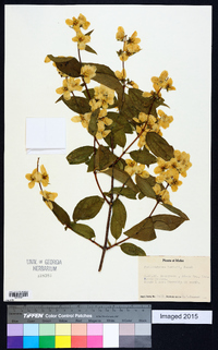 Philadelphus lewisii image