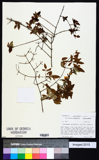 Philadelphus microphyllus image