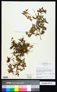 Philadelphus microphyllus image