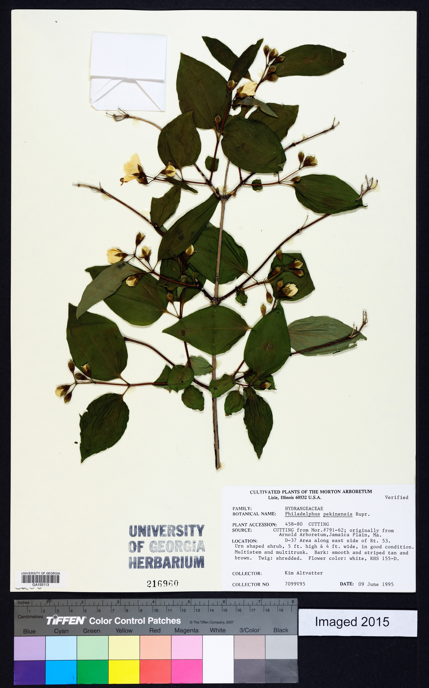 Philadelphus pekinensis image