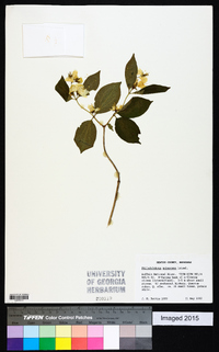 Philadelphus pubescens image