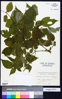 Philadelphus satsumi image