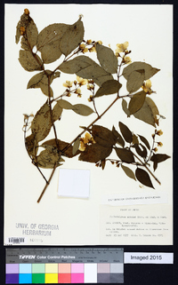 Philadelphus satsumi image