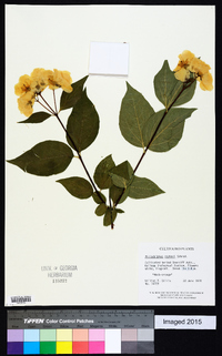 Philadelphus zeyheri image