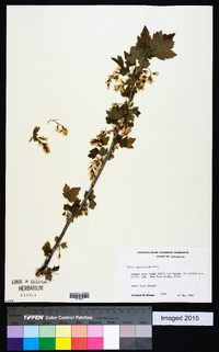 Ribes americanum image