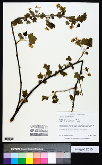 Ribes americanum image