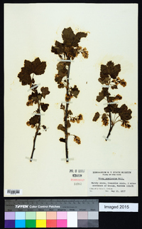 Ribes americanum image