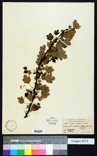 Ribes curvatum image