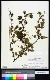 Ribes curvatum image