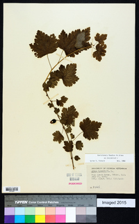 Ribes cynosbati image