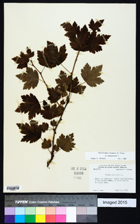 Ribes cynosbati image