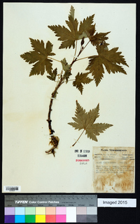 Ribes glandulosum image