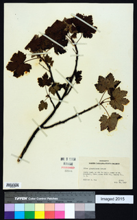 Ribes glandulosum image