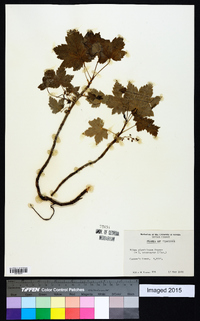 Ribes glandulosum image