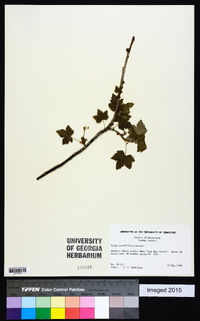 Ribes glandulosum image