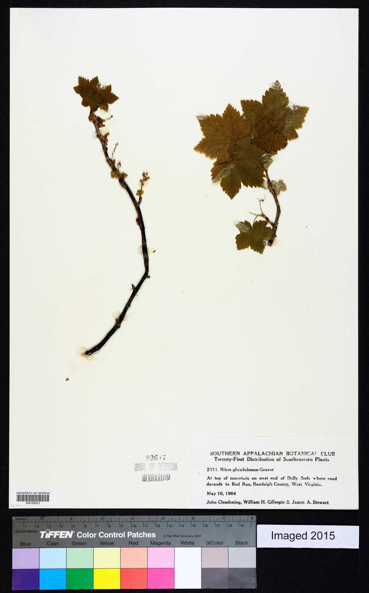 Ribes glandulosum image