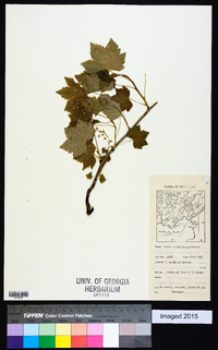 Ribes glandulosum image