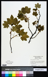 Ribes glandulosum image