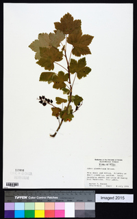 Ribes glandulosum image