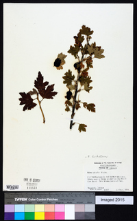 Ribes hirtellum image