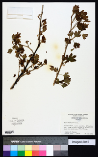 Ribes hirtellum image