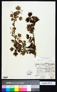 Ribes missouriense image