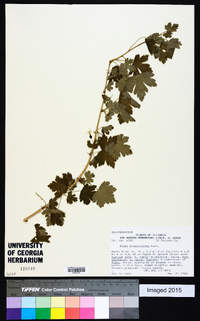 Ribes missouriense image