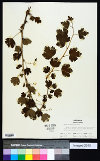 Ribes missouriense image