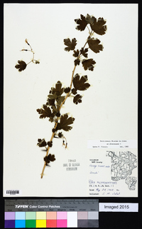 Ribes missouriense image