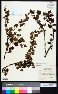 Ribes odoratum image