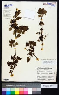 Ribes odoratum image