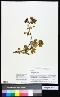 Ribes odoratum image