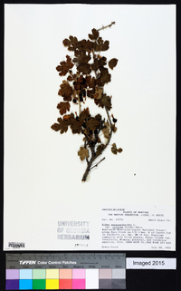 Ribes oxyacanthoides image