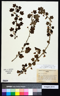 Ribes oxyacanthoides image