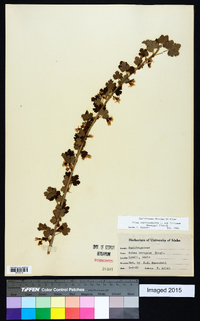 Ribes oxyacanthoides subsp. irriguum image