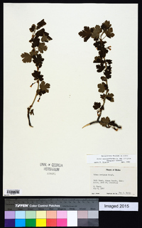 Ribes oxyacanthoides subsp. irriguum image