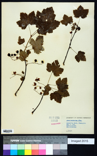 Ribes prostratum image