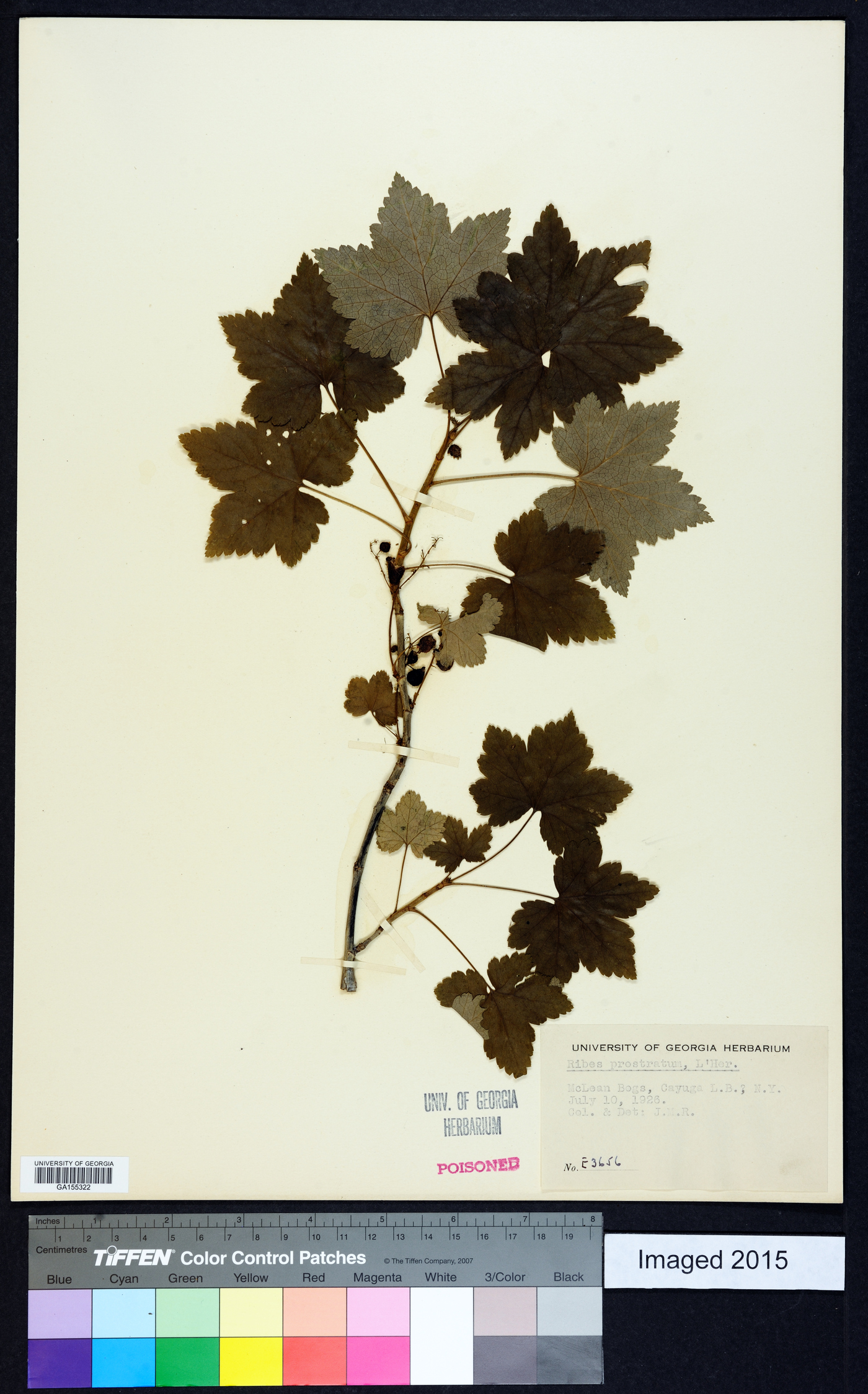 Ribes prostratum image