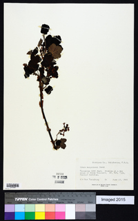 Ribes sanguineum image