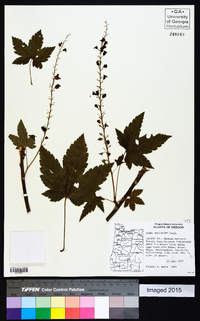 Ribes bracteosum image